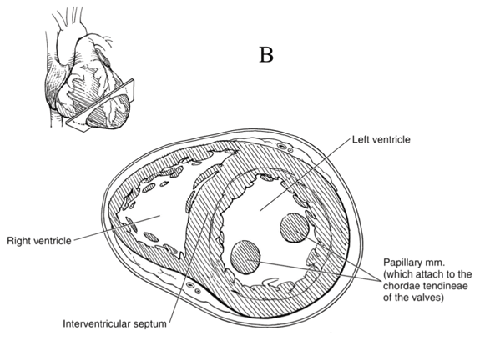 Cross-section of the ventricles of the heart