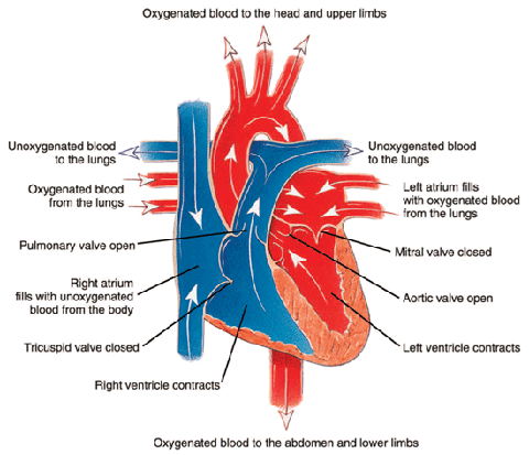 Heart Contraction