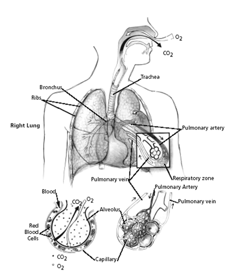 Mechanism of gas exchange