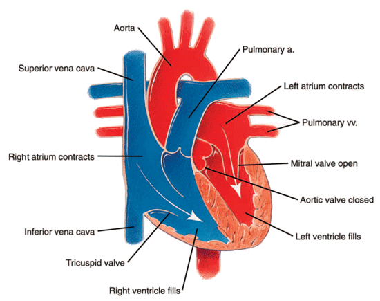 The heart during diastole